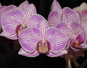 <i>Phalaenopsis</i> Tariflor Girl