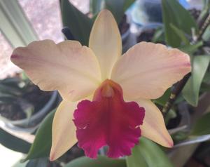 <i>Rhyncholaeliocattleya</i> Little Magician