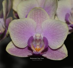Phalaenopsis Sogo Tinna