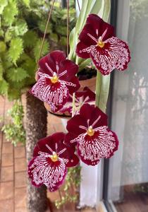 Miltoniopsis Breathless