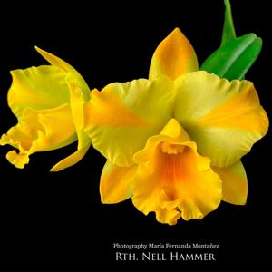 Rhyncattleanthe Nell Hammer
