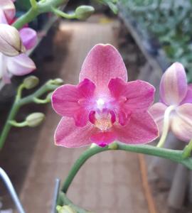 Phalaenopsis Tying Shin Smart