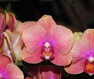 Phalaenopsis Tying Shin Zebra