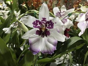 Schunkeara Purple Haze