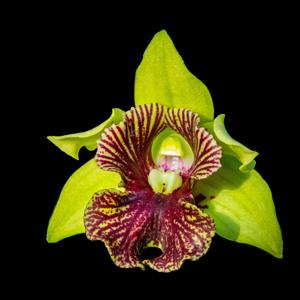 Dendrobium Mystic Bee