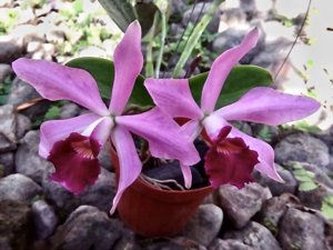 Cattleya Canaima's First