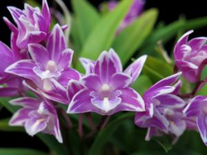 <i>Dendrobium</i> Success Story