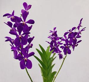 <i>Aranda</i> Chao Praya Blue