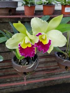 Rhyncholaeliocattleya Pratum Green