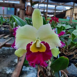Rhyncholaeliocattleya Pratum Green
