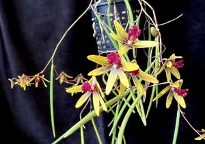 Dendrobium Tweetas