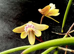 Dendrobium Tweetas