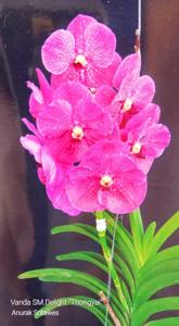 <i>Vanda</i> SM. Delight