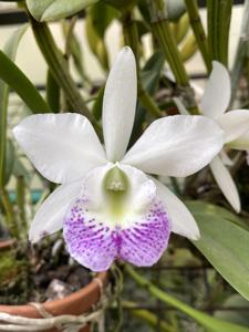 <i>Brassocattleya</i> Hawaii Stars