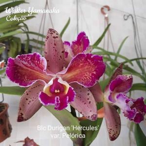 Rhyncholaeliocattleya Durigan