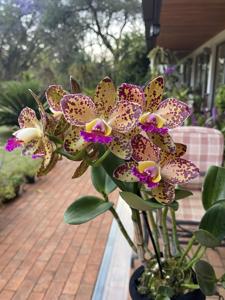 Rhyncholaeliocattleya Durigan