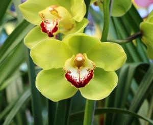 Cymbidium Paradise Island