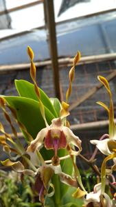 Dendrobium Christabella