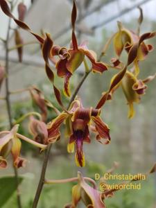Dendrobium Christabella