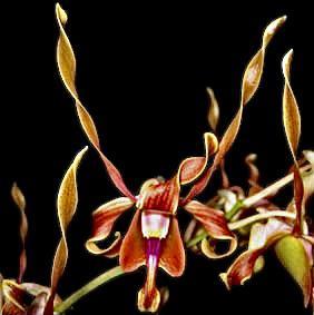 Dendrobium Christabella