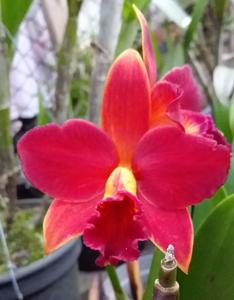 Cattlianthe Orquidacea's Primeiro Amor