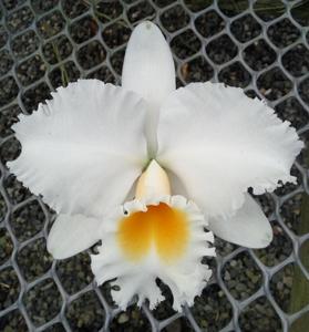 <i>Rhyncholaeliocattleya</i> Jacqueline DeMoss