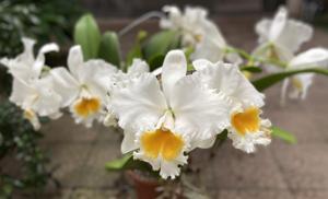 Rhyncholaeliocattleya Jacqueline DeMoss