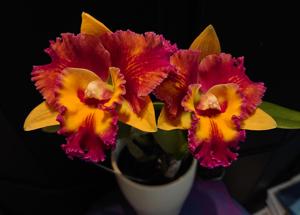 Rhyncholaeliocattleya Rungnapha Fancy