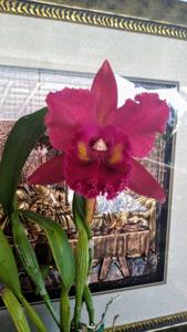 Rhyncholaeliocattleya Village Chief Armani