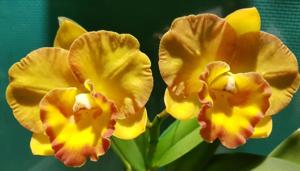 Rhyncattleanthe Dendi's Gold