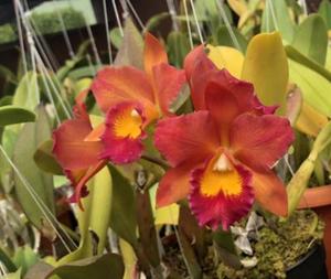 Rhyncattleanthe Flaming Orange