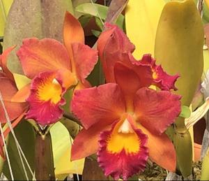 Rhyncattleanthe Flaming Orange