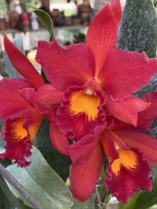 <i>Rhyncattleanthe</i> Flaming Orange