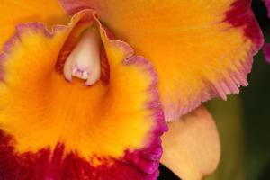Rhyncholaeliocattleya Dick Smith