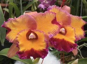 Rhyncholaeliocattleya Dick Smith