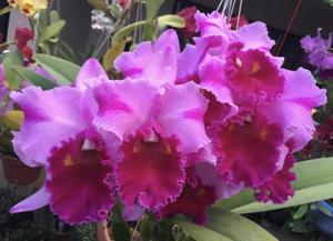 Cattleya Martha Stewart