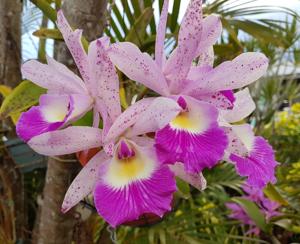 Brassocattleya Glorious May
