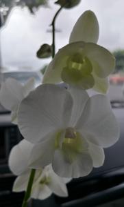 <i>Dendrobium</i> Nopporn White Diamond