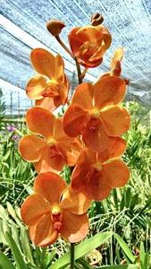 Aranda Chao Praya Sunrise