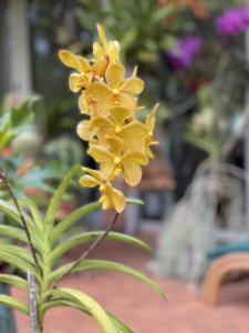 Aranda Chao Praya Sunrise