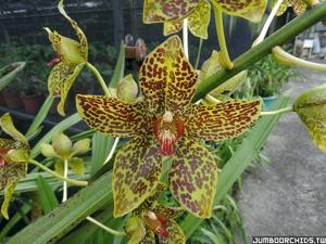 Grammatomangis Jumbo Martae