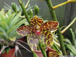 Grammatomangis Jumbo Martae