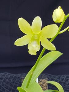 Dendrobium Aridang Green