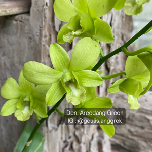 Dendrobium Aridang Green