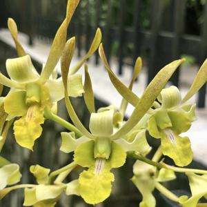 Dendrobium Chan-Chao