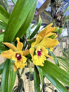 Enanthleya Jackie Bright
