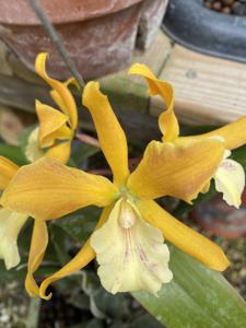 Enanthleya Jackie Bright