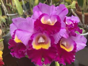 <i>Rhyncholaeliocattleya</i> Shannon Conner