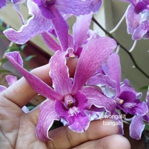 <i>Dendrobium</i> Norodom Sihamoni
