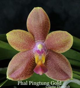 <i>Phalaenopsis</i> Pingtung Gold